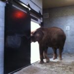 Elephant Doors Dryco